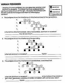 Genetics Problems Worksheet Answer Key Awesome 14 Best Of Pe