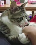 Cat has a weird pause while attacking a hand - Album on Imgu