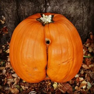 I got the best pumpkin ever! #bumpkin - Imgur