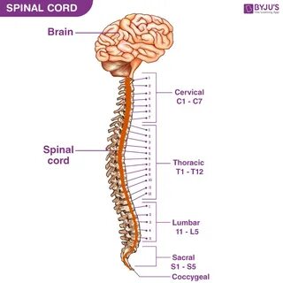 Diagram Of Backbone : Spinal Cord Brain Spinal Cord And Nerv