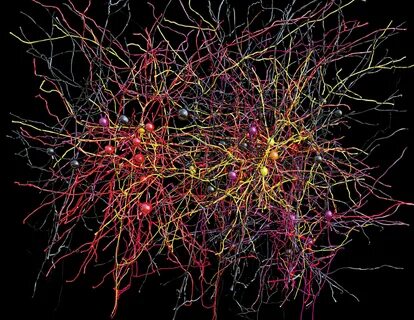 The Nameless Mouse Behind the Largest-Ever Neural Network Ne