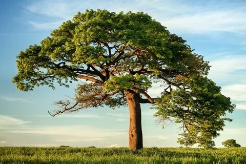 Decision Tree Classifiers Explained by Marius Borcan Medium