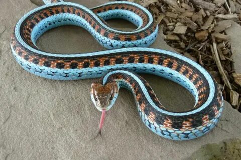 The San Francisco Garter Snake (Thamnophis sirtalis tetratae