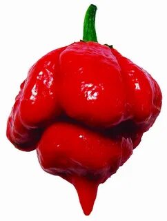 WORLD'S NEW HOTTEST PEPPER - Morouga Red Trinidad Scorpion (