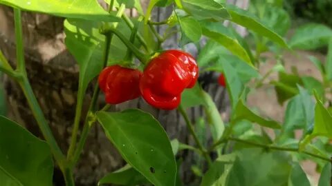 Aji dulce chili pepper plant - YouTube