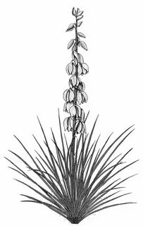 Another Yucca . Yucca plant, Plant tattoo, Desert tattoo