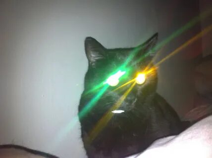 Cats with laser eyes - /an/ - Animals & Nature - 4archive.or