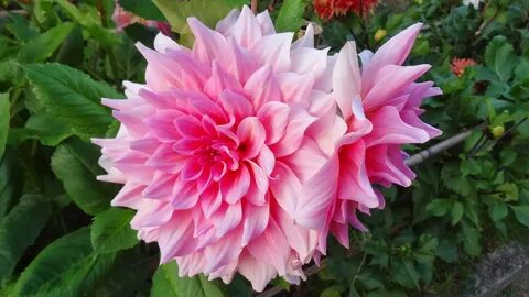 Dahlia flowers