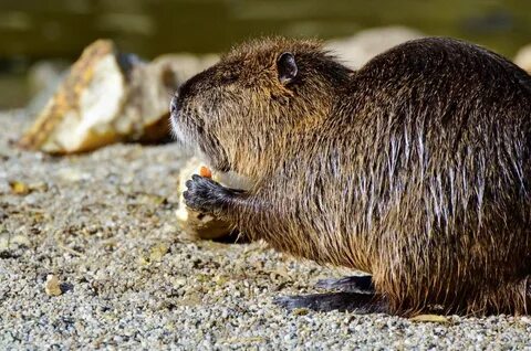 Nutria Beast - 62 photo