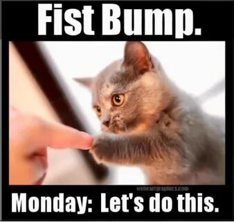 Pin by Tracy Brewer on LOL Cats Funny monday memes, Monday h