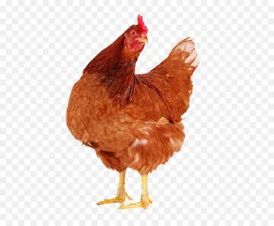 Faverolles De Pollo, Gallina, Huevo imagen png - imagen tran