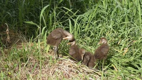 baby limpkins in Florida wetlands - YouTube