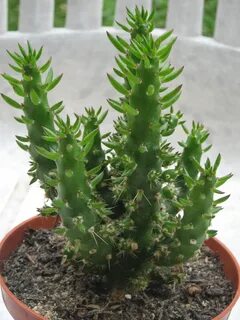 Cactofili - Forum di cactus e succulente :: Leggi argomento 