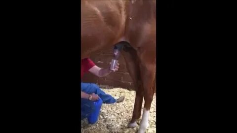 Chemical ejaculation in the stallion - YouTube