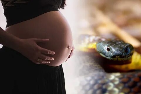 How pregnancy can lead to death by snake bite - Sydney news 