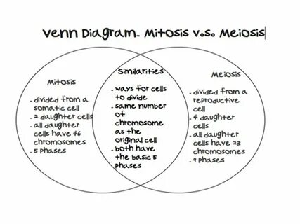 mitosis and meiosis venn diagram worksheet - Besko