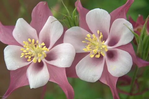 Pin on Flowers