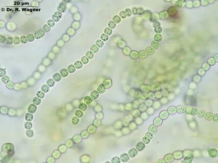 cyanobactera, blue-green algae