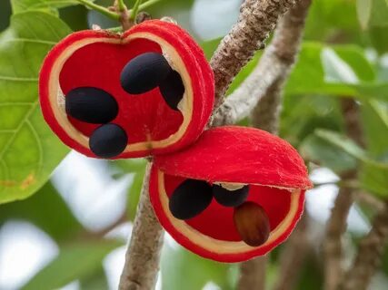 Flowering Vines With Seed Pods Red And Black - Perennial Vin