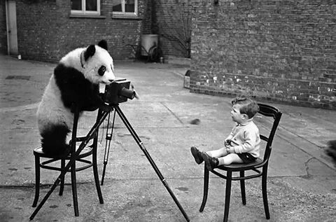 "Smile" Funny vintage photos, Cute animals, Panda