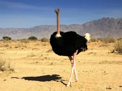 Ostrich comp