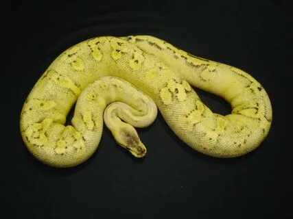 Champagne Pastel - Morph List - World of Ball Pythons