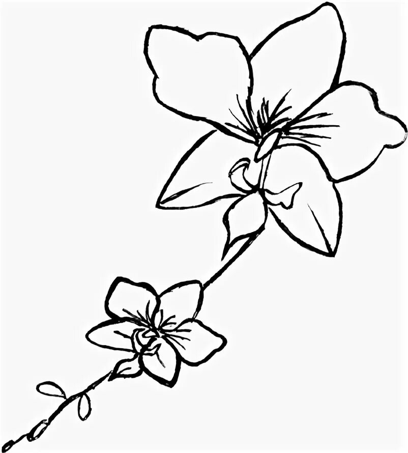 Orchid Drawing Png - Orchid Black And White Png - (400x460) 
