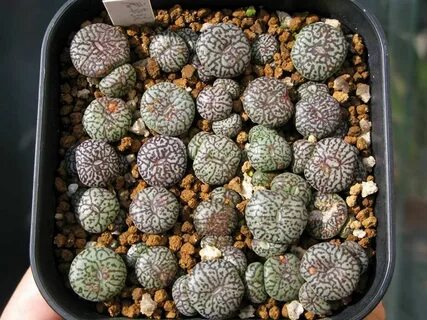 Conophytum minimum 'wittebergense' Indoor garden Суккуленты 