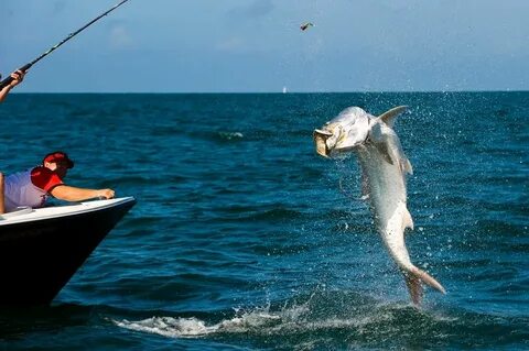 Pin by Larry Ball on Fishing and Things Salt water fish, Fis