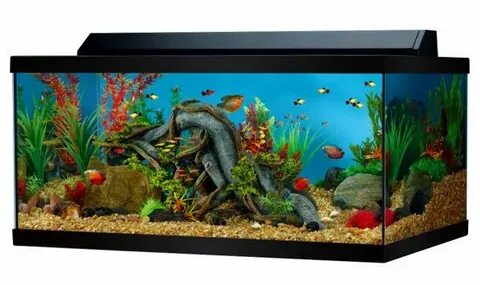 Newest 40 gallon aquarium Sale OFF - 67