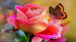 Rose Gold Butterflies Wallpapers Wallpapers - Most Popular R