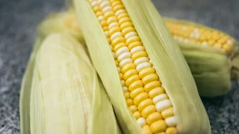 Peaches and Cream Corn Seeds Bicolor Sweet Corn Seeds Etsy