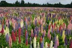 Lupine - Russell Mix - Oregon Wholesale Seed Company