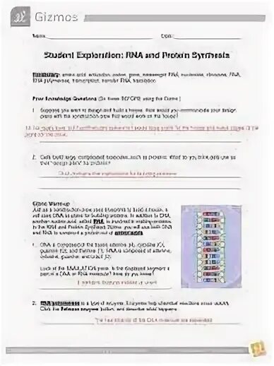 Rna And Protein Synthesis Gizmo Answer Key Extension : Stude