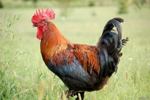 Black Copper Marans Black copper marans, Chickens backyard b