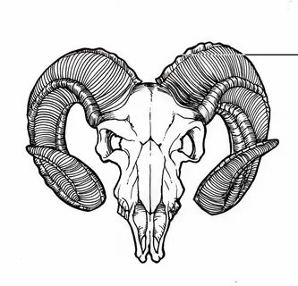 Drawn goat profile - Pencil and in color drawn goat profile 