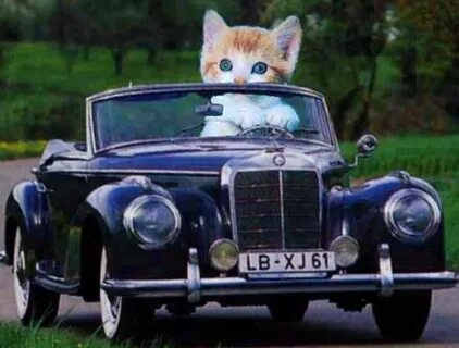 Cat driving car Anxious cat, Funny cat compilation, Cat fact