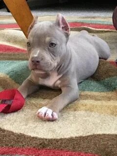 Purple tricolor Bully breeds dogs, Cute animals, Pitbull pup