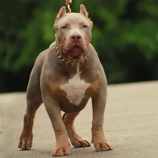 Pitbulls and Bullies Pictures