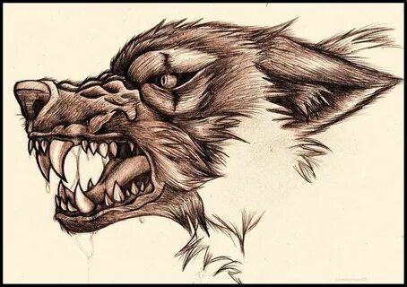 Snarling Wolf Wolf tattoo design, Snarling wolf, Wolf tattoo