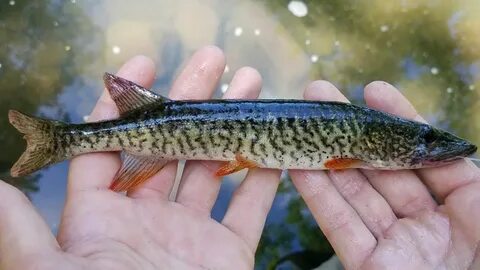 Redfin Pickerel Freshwater fish, Fish, Photos of fish