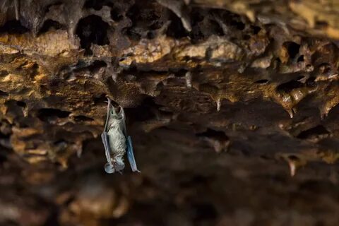 Outtakes: From Inside One of the World’s Biggest Bat Caves