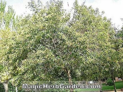 Ligustrum japonicum (Davidson Hardy Privet) - #2 🏡 Fr.MagicH