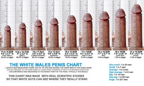 Blowjob Average Penis Size