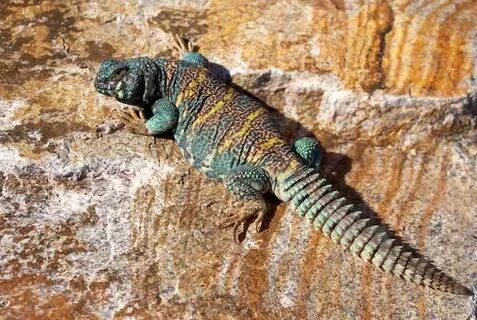 Uromastyx Ornata Facts and Pictures