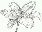 Drawing Drawings Pen Flower Ink Flowers Lily Sketches Draw D
