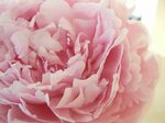 Peonies Wallpapers Peony wallpaper, Flower background images