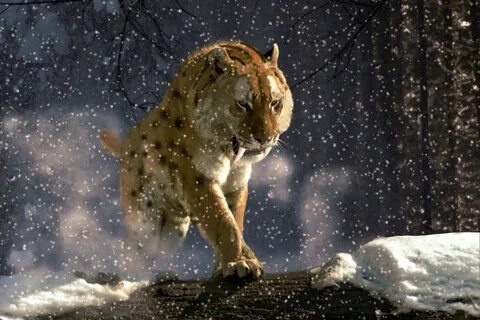 Coming out of the storm... Smilodon, Prehistoric animals, Ex