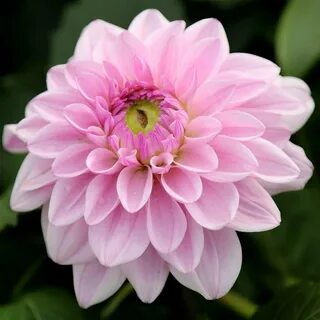 Buy decorative dahlia tuber Dahlia Sweet Surprise: £ 4.99 De