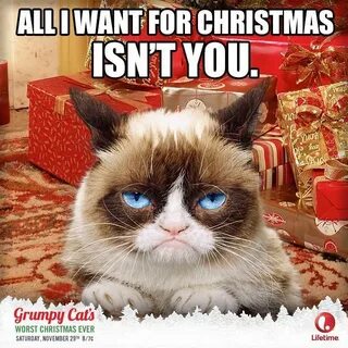 realgrumpycat's photo Grumpy cat christmas, Funny grumpy cat